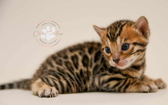 Bengal kitten for sale